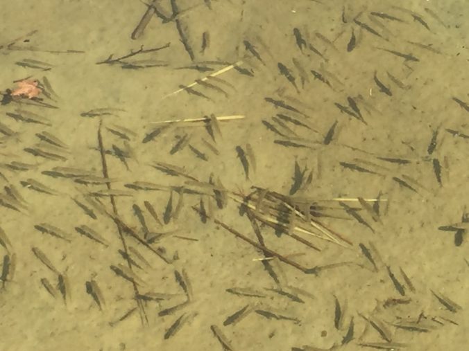 kleine Fische Pälitzsee Juni 2016 in herrlich klarem Wasser