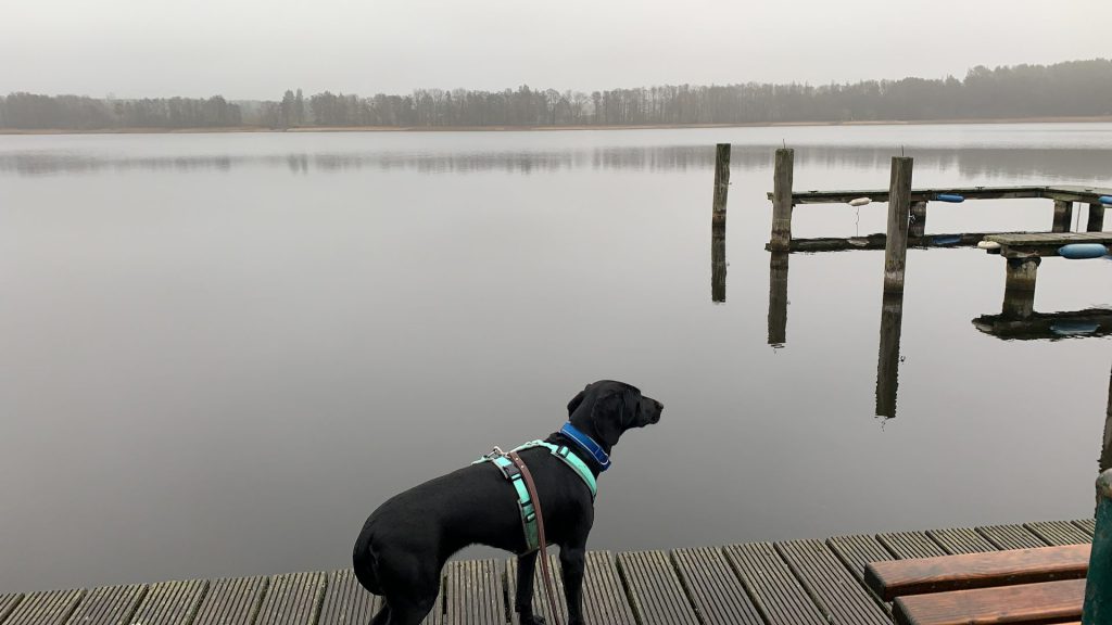 Urlaub mit Hund an der Seenplatte
