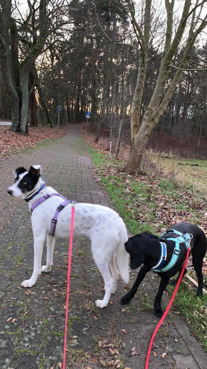 Urlaub mit Hund an der Seenplatte