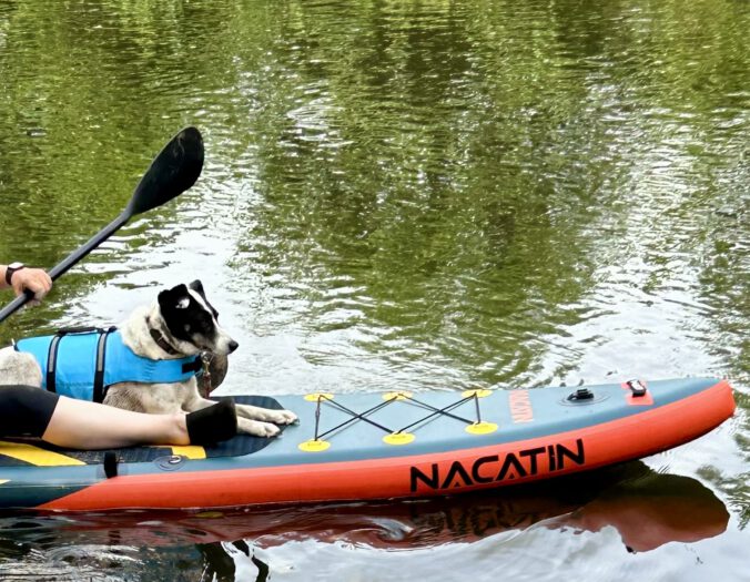 Hund auf SUP